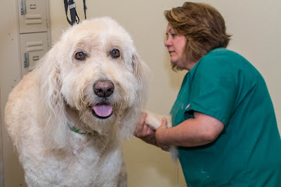 Back on Track Veterinary Hospital & Rehabilitation Center