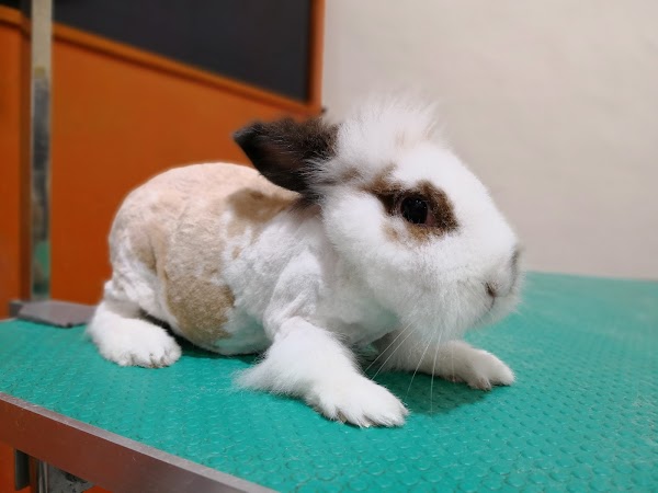 Medical Subsidy For Accident Dog In Kluang Tan Mei Lian S Animalcare Petfinder My Wagazine