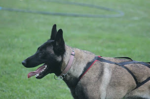 Photo n°28 de De La Forêt de l'Espérance - Élevage de Berger Australien et Berger Belge Malinois, vente de chiots, Bourgogne-Franche-Comté à Bagneaux (Éleveur de chiens)