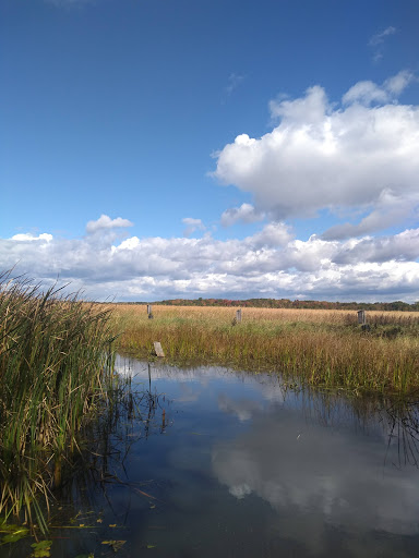Mallard marsh - Thumbnail