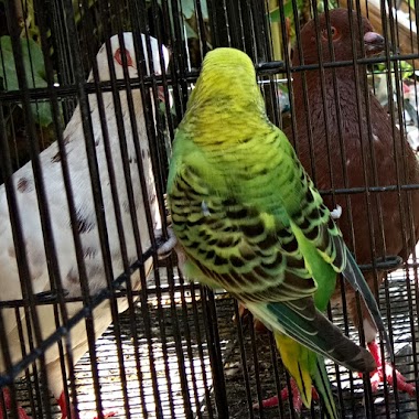 Kios Burung Pakde WARSITO, Author: Prida Nuryani