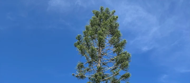 Loggerhead Palm & Tree Service