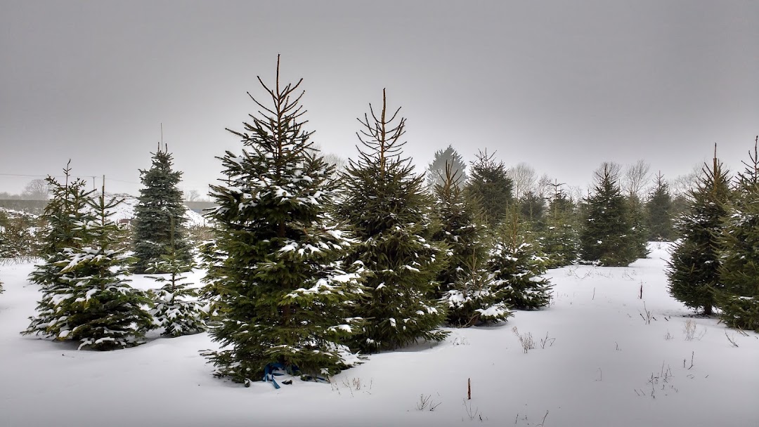 Header image for the site