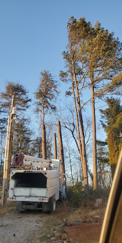 All Precision Tree and Vegetation Services
