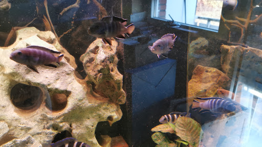 Aquaristik Hentschel - Thumbnail