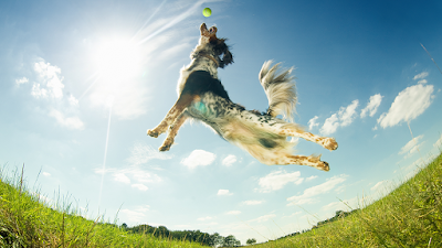 Photos of Valley View Animal Hospital