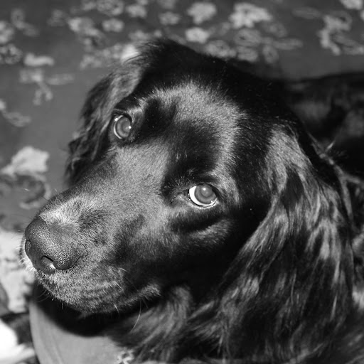 Raw Paws Pet Food - Thumbnail