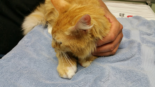 Avery Creek Pet Hospital - Thumbnail