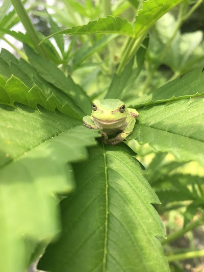 Hemp Haven Farms, LLC