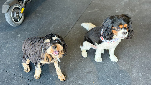 Fur Pal Grooming Spa - Thumbnail