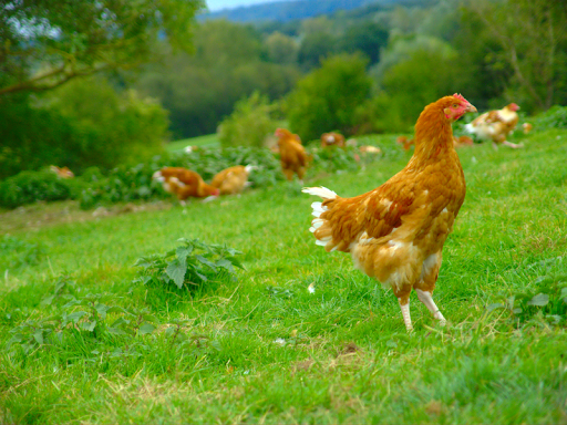 La ferme de Fontenille - Thumbnail