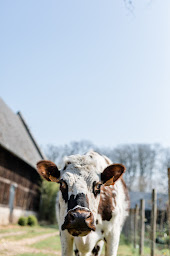 Photo n°17 de Château de Saint-Clair à Bordeaux-Saint-Clair (Salle de réception)