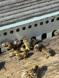 Photo n°4 de Le Rucher Solidaire du Lomont à Montécheroux (Association ou organisation)