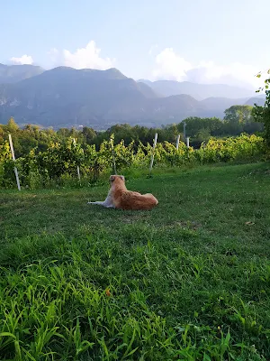 Cantina Santiuorio