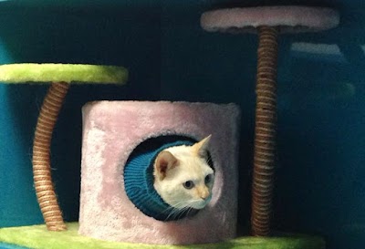 Photos of CLINICA VETERINARIA RONCAL-PILAS