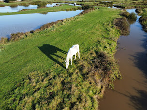 Photo n°1 de Les Poulettes du marais à Villeneuve-en-Retz (Ferme)