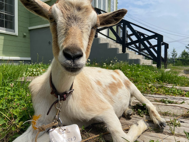 Kiyosato Ihatov Hostel by null