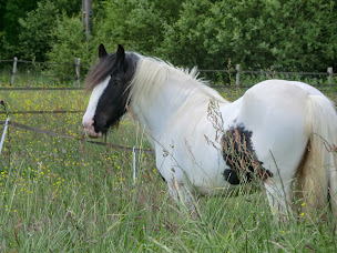 Photo n°15 de Chambre d'Hôtes familiale Les Clématites à Bray-Saint-Aignan (Chambre d'hôtes)