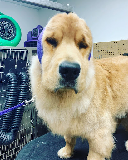 Pet Supplies Plus Stratham - Thumbnail