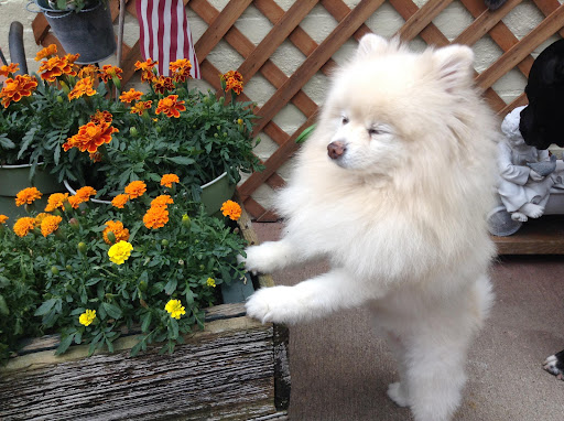 Happy Tails Pet Salon - Thumbnail