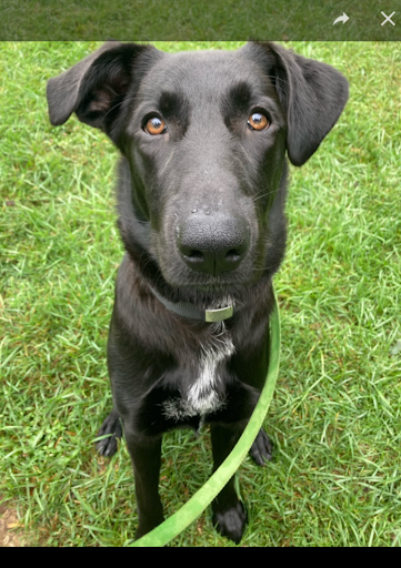 K9 College Dog Training, LLC - Thumbnail