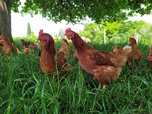 Photo n°1 de La Ferme de Kervern à Langonnet (Élevage de volailles)