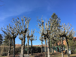 Photo n°13 de SAS P. FORESTIER à Vichy (Service d'élagage)