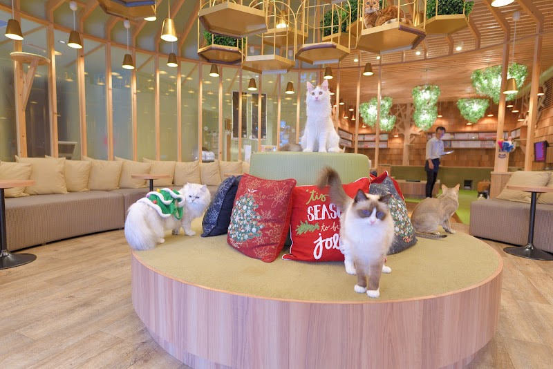 猫カフェ MOCHA(モカ) 秋葉原店