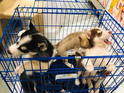 Siberian Husky Puppies For Sale |Adoption | Noble Siberian Huskies