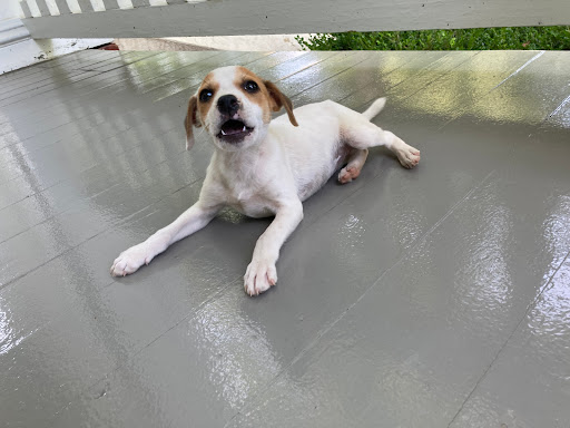Columbus-Lowndes Humane Society - Thumbnail