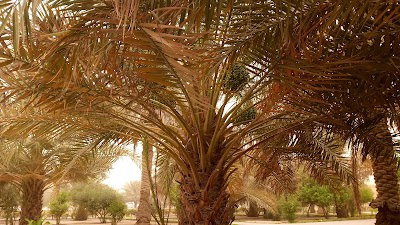 Photos of Sulaibikhat Public Park