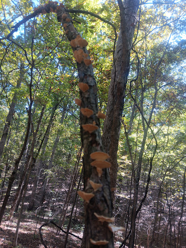 Canal Loop Trailhead at Kentucky Lake Scenic Drive - Thumbnail