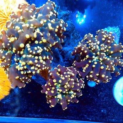 California Reef Co.