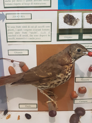 Naturalistic Museum - Visual