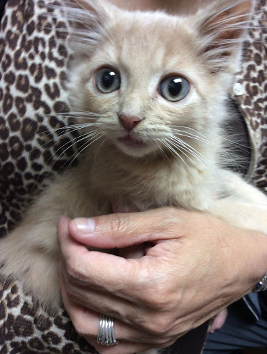 All Creatures Great & Small Veterinary Hospital - Thumbnail