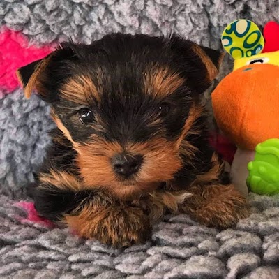 Yorkie puppies for sale