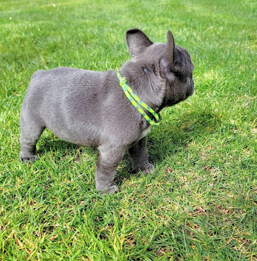 Tavis bulldog puppies Gallery - United States