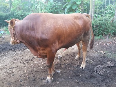 Photos of TPU (tempat pemakaman umum) Desa Gambirono