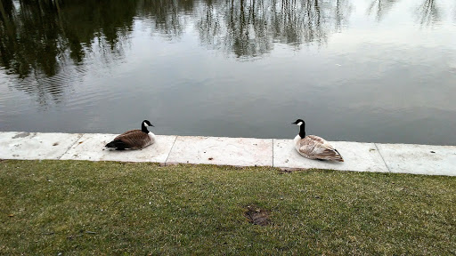Lincoln Park Pond - Thumbnail