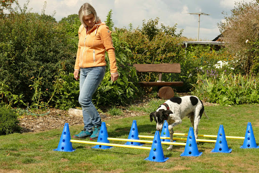 HundePhysiotherapie Carola Peters - Thumbnail