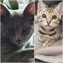 Photo n°3 de Elevage des yeux d'Ether et Norfolk lifter's à Montreuil-en-Auge (Éleveur)