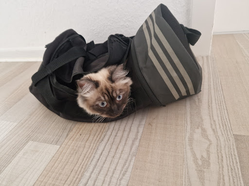 Ragdoll Kittens - Thumbnail