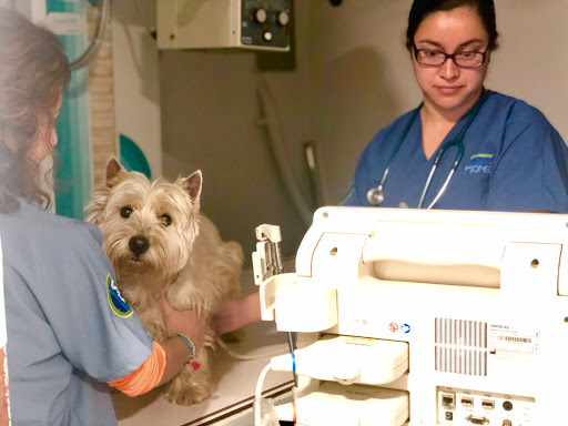 Hospital Veterinario Animal Home Coapa 24 horas