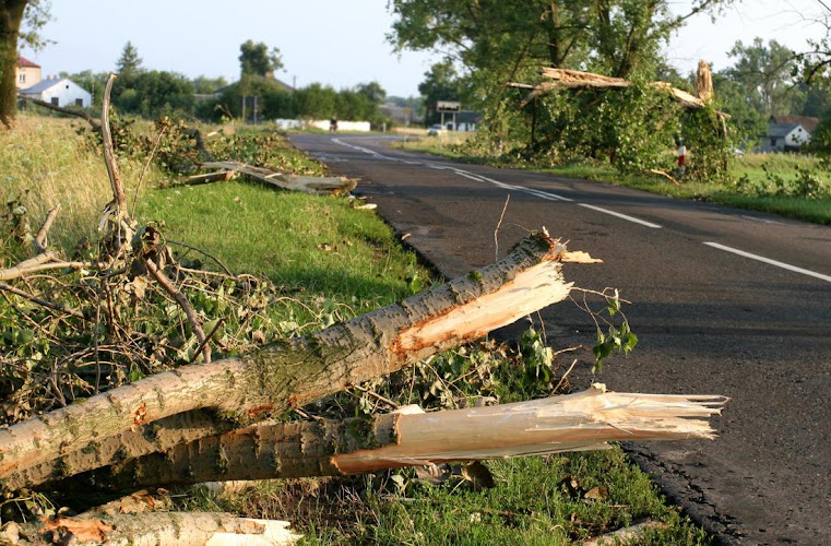 Texas Shade Tree Service