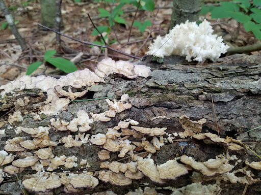 Lake Lauderdale County Park - Thumbnail