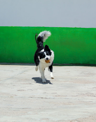 Guau Wow! Hotel Canino