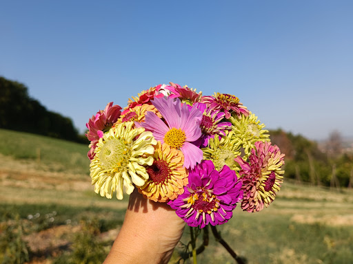 La Collina Dorata. Market Garden - Thumbnail