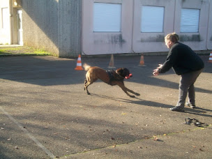Photo n°15 de De La Forêt de l'Espérance - Élevage de Berger Australien et Berger Belge Malinois, vente de chiots, Bourgogne-Franche-Comté à Bagneaux (Éleveur de chiens)