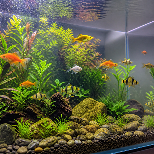 A clean, well-maintained aquarium is the secret to healthy, colourful fish and a beautiful home o… post image