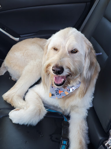 Good Vibrations Grooming - Thumbnail